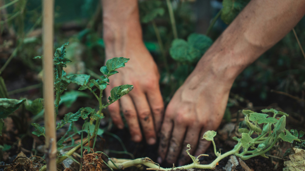 person planting in garden