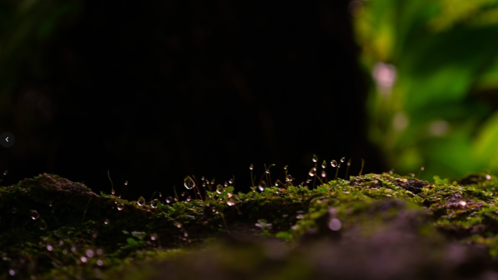 What is Humic Acid?