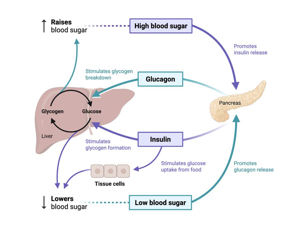 liver diagram